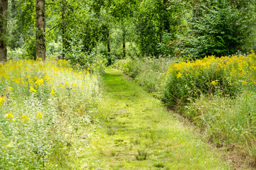 Grass covered footpath with grass in a wooded part of Biesbosch national park on Dordrecht island, The Netherlands, with on two sides grasses, herbs, wildflowers, bushes and trees