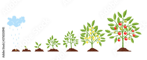 Stage growth plant. Growth stages from seed to flowering and fruiting plant w...