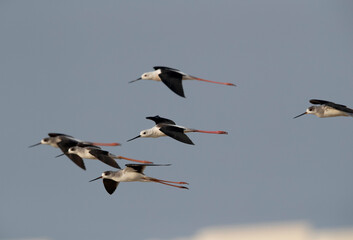 Black-winged Stilt in flight at Hamala , Bahrain