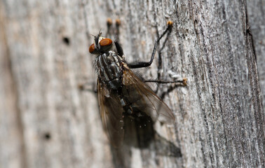 macro photography of a large field fly with red eyes