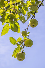 Poster - Vertical closeup shot of fresh green apples growing on tree branches