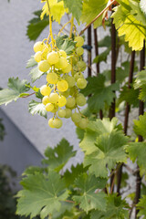 Poster - Vertical closeup shot of green grapes growing on a tree