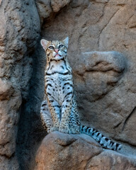 Wall Mural - female ocelot sitting on a rocky ledge