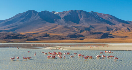 Panorama with a few hundred James and Chilean flamingos in the Canapa Lagoon in the Andes mountain range near the Uyuni salt flat, Bolivia.