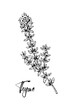© Kseniia - Hand drawn thyme in bloom vector illustration isolated on white. Botanical herbal plant in vintage sketch style. Thymus vulgaris
