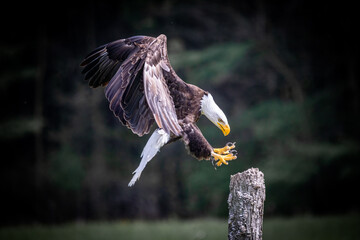 Fototapete - Bald Eagle landing on a tree