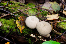 Raincoat Mushroom (Lycoperdon) In The Forest On An Old Rotten Tree