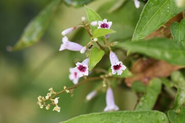 Poster - Skunk vine flowers / A Rubiaceae vine perennial weed