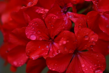 FLOR ROJA