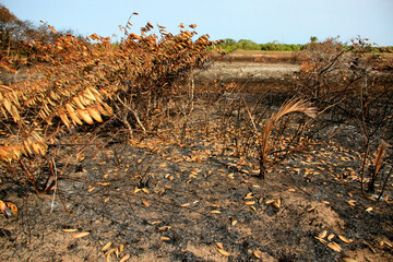 santa cruz cabralia - november 10, 2008: Fire destroys vegetation in environmental protection area is seen in Santo Andre district. 