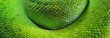 © Alex Stemmer - A body of the green tree python Morelia viridis close-up. Tallinn zoo, Estonia. Snake skin, natural texture, abstract art, graphic resources. Environmental conservation, wildlife, zoology, herpetology