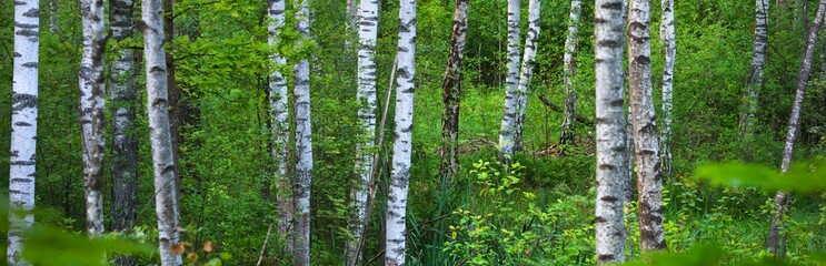 Panoramic view of the green summer birch forest, tree trunks close-up. Ecology, environmental conservation, pure nature concepts. Natural pattern, texture, background. Idyllic rural scene