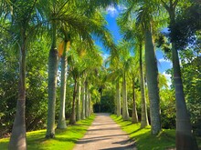 Naples Zoo Palm Tree Walkway