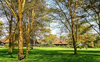 tree in the park