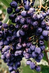 Ripe red grapes hang in a cluster on a green vine in the vineyard. Black maiden grapes, large bunch. Delicious and healthy fruits, fresh autumn harvest. Grapevine close-up.