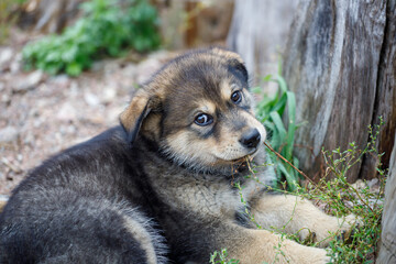 Canvas Print - cute little puppy lying on the sand