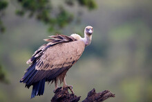 Griffon Vulture (Gyps Fulvus) In Its Natural Enviroment