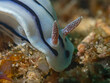 © scubaluna - Willan`s Chromodoris (Chromodoris willani)