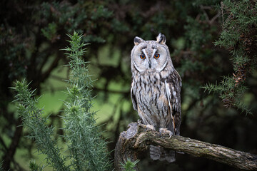 Aufkleber - A full length portrait of a long eared owl perched on a branch. It is facing forward with its orange eyes wide open and staring