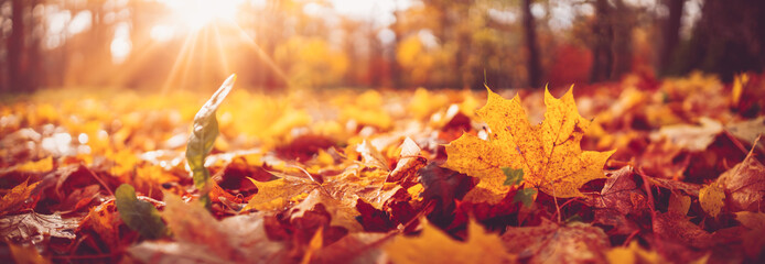 trees with multicolored leaves on the grass in the park