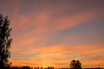 Wall Mural - colorful sunset skies and black tree silhouettes, summer