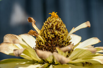 macro of a yellow flower