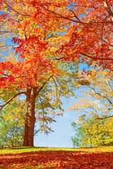 colorful autumn foliage trees at a park in new england. blue sky background.