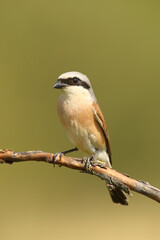 Wall Mural - The red-backed shrike (Lanius collurio) sits on a branch with a green background. A small bird with a black feather over its eye on a green background.