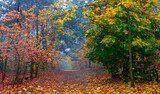 Fototapeta Natura - The forest is decorated with autumn colors. Mist covered the trees.
