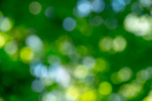 Green Bokeh Background From Nature Forest Out Of Focus