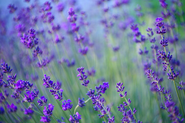  Selective focus on the lavender flower in the flower garden - lavender flowers lit by sunlight.