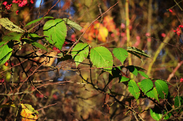 Poster - autumn leaves