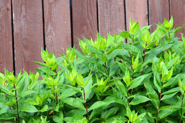 Wall Mural - green leaves