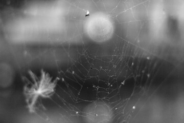 spider web with dew drops