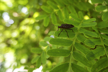 Closeup shot of a bug on the leaves of a Gleditsia tree