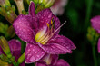 purple violet lily