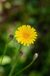 yellow field flower, macro