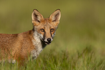 Wall Mural - red fox cub close up standing in a field with green background.