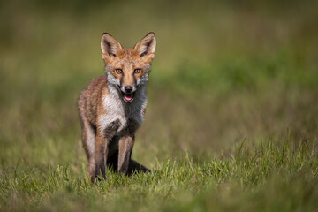 Wall Mural - red fox cub standing in a field of green grass.