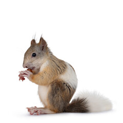 Poster - Male Japanese Lis squirrel in varied colors, sitting side ways while eating from a nut. Isolated on white background.