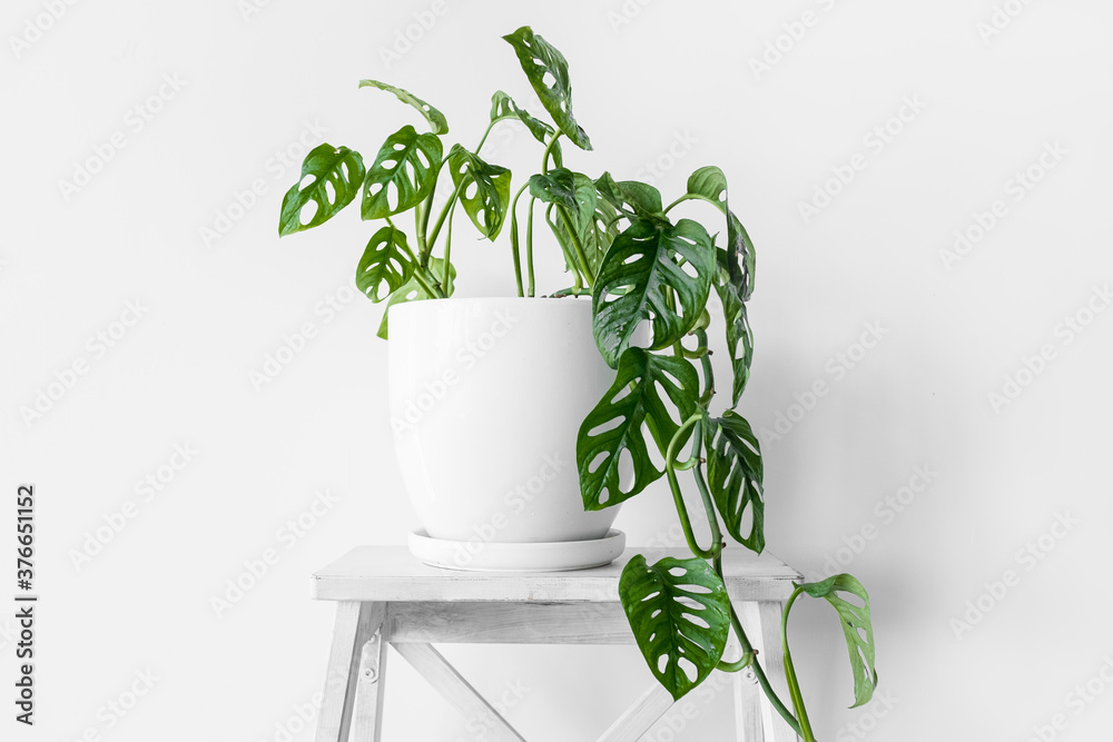 philodendron burle marx variegata kaufen Philodendron Burle Marx Variegata main image 1