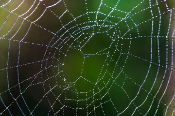 spider web with dew drops