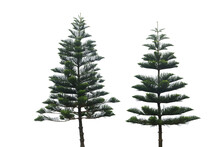 Triangle Pine 2 Trees, Isolated On White Background