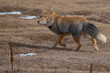 © Staffan Widstrand - Tibetan fox walking on grassy landscape