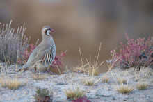 Close Up Of Rusty Necklaced Partridge Perching On Rock