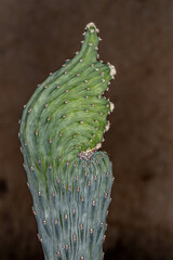 Wall Mural - wing-shaped cactus with brown background