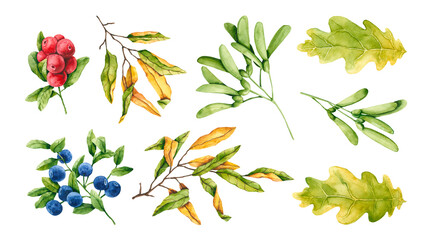 Wall Mural - Set of watercolor forest plants. Hand drawn illustration is isolated on white. Berries and leaves are perfect for autumn design, interior poster, wallpaper, fabric textile print, postcard