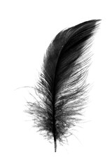 Wall Mural -  black feather on white background