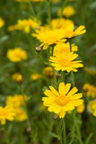 Fototapeta Dmuchawce - 黄色い春菊の花