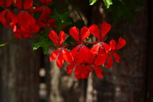 Blooming Geranium Bright Colors Close Up